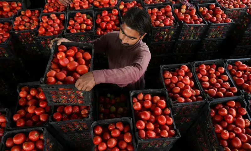 Iranian tomatoes fail to ease prices