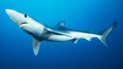 Shark scientists gets £1m to help protect them