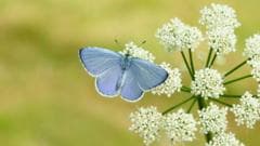 Britain 'set for bumper year' for butterflies