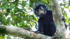 Watch: What we know about newly discovered monkey species