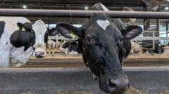 How farmers could fix Wales' polluted rivers and save money