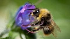 Bumblebees are struggling in UK heatwaves - but you can help them
