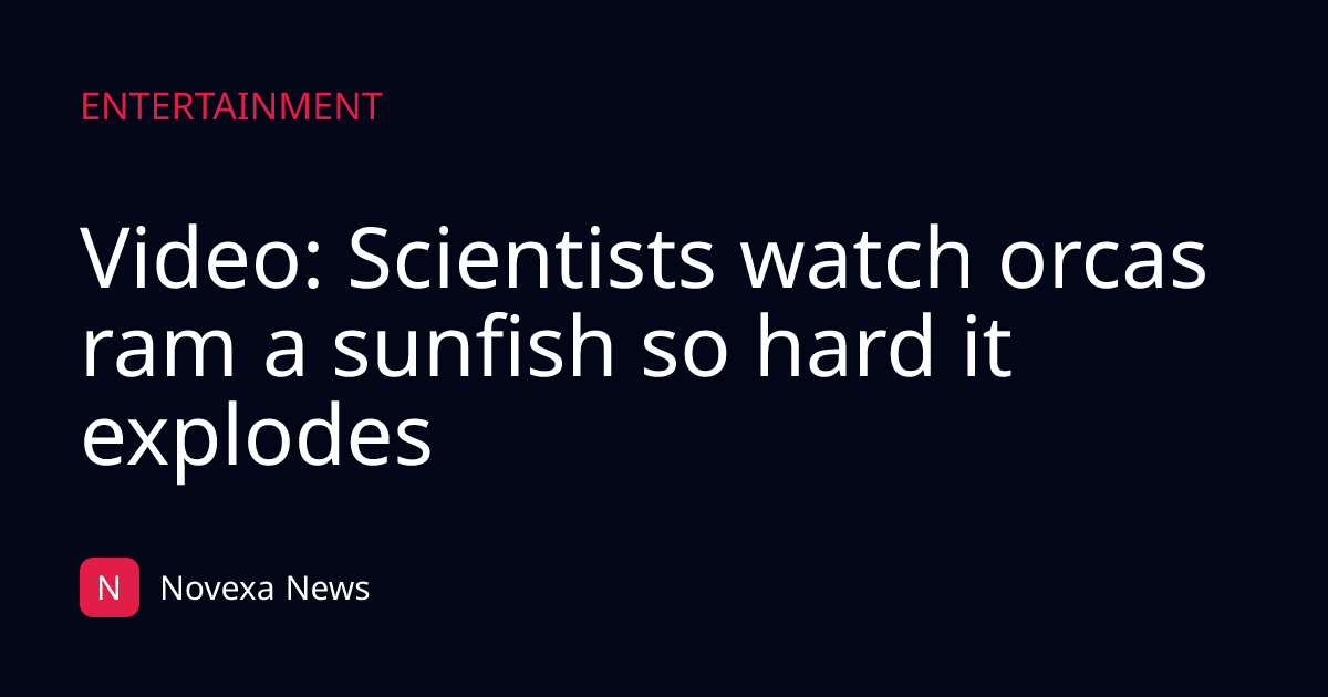Video: Scientists watch orcas ram a sunfish so hard it explodes