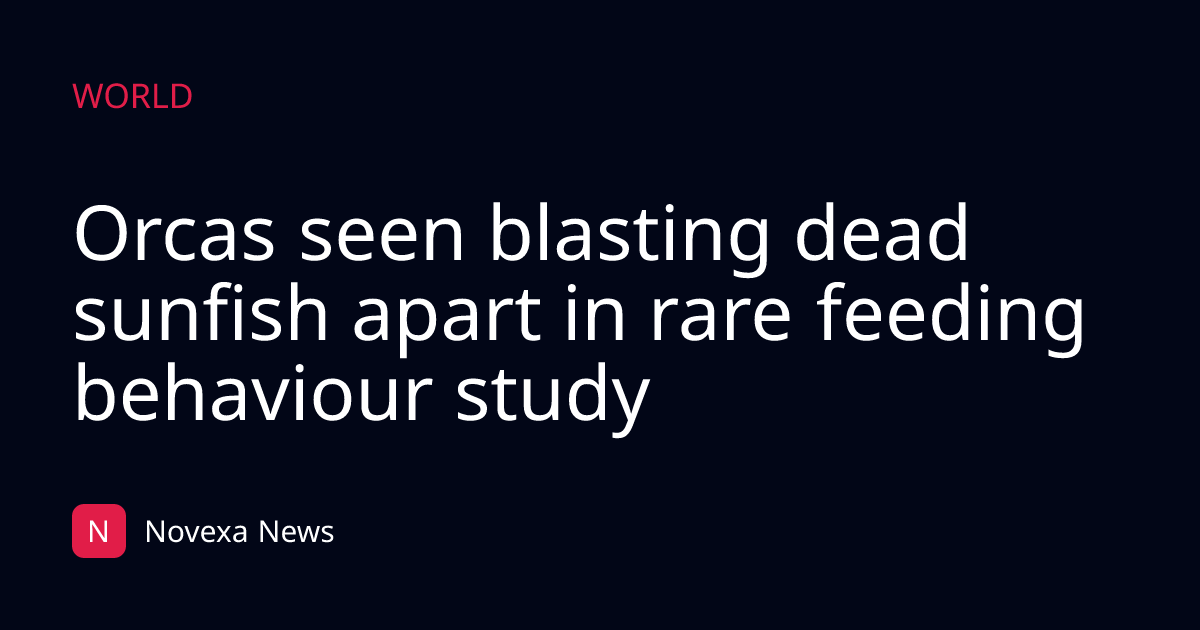 Orcas seen blasting dead sunfish apart in rare feeding behaviour study