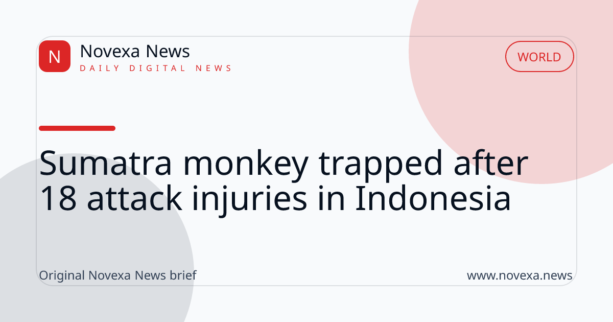 A long-tailed macaque in a cage after being trapped in Tembilahan, Sumatra